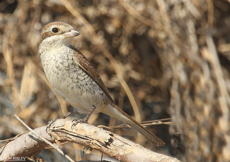 Red backed shrike ,Maagan Michael ,October 2012  Lior Kislev     